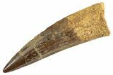 Fossil Spinosaurus Tooth - Real Dinosaur Tooth #344367-1